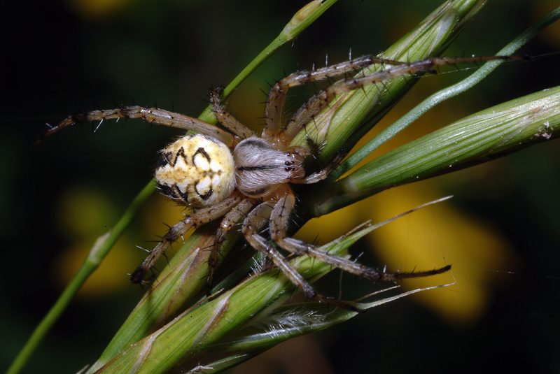 Neoscona adianta